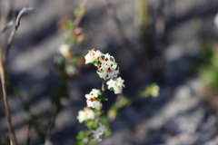 Cryptandra hispidula