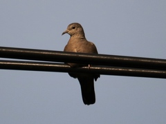 Columbina talpacoti