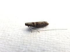 Ceromitia iolampra