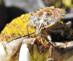 Agonoscelis versicoloratus