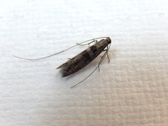 Ceromitia iolampra
