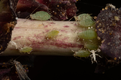 Acyrthosiphon lactucae