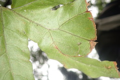 Tectaria fuscipes