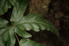Tectaria fuscipes