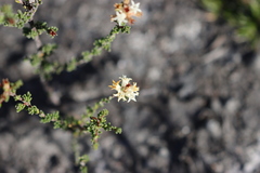 Cryptandra hispidula