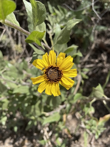 iNaturalist observation photo of California brittlebush