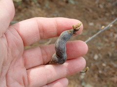 Zapatella quercusphellos