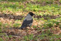 Corvus cornix