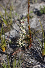 Cryptandra hispidula