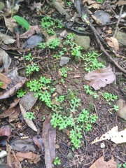 Selaginella horizontalis