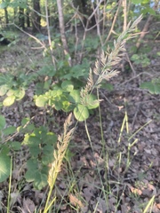 Poa arachnifera