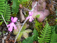 Pinguicula moranensis