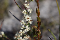 Cryptandra hispidula