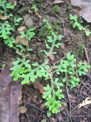 Selaginella horizontalis