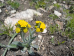 Tephroseris kirilowii