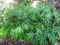 Chusquea simpliciflora