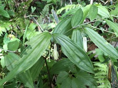 Disporum sessile