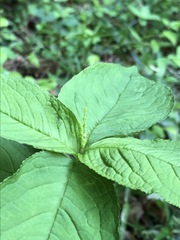 Chloranthus serratus