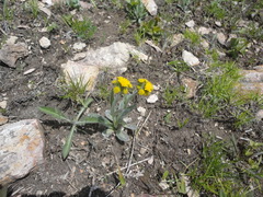 Tephroseris kirilowii