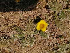 Potentilla candicans