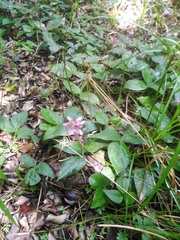 Calopogonium caeruleum