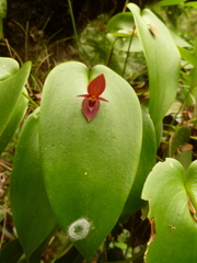 Pleurothallis cardiothallis