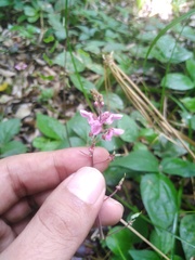 Calopogonium caeruleum