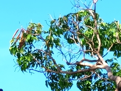 Roseodendron donnell-smithii