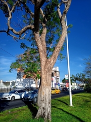 Roseodendron donnell-smithii