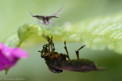 Bibio palliatus