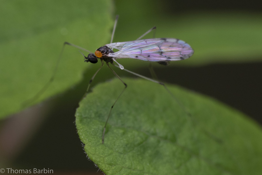 Polyangaeus
