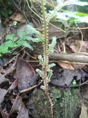 Selaginella sertata