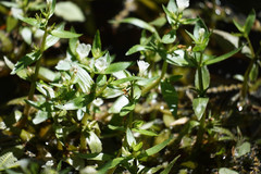 Gratiola virginiana