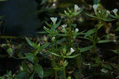 Gratiola virginiana