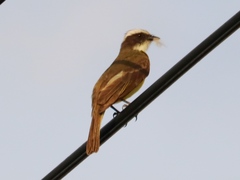 Myiozetetes similis