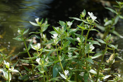 Gratiola virginiana