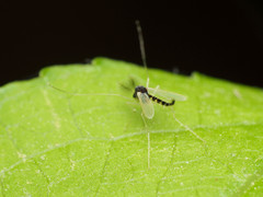 Phaenopsectra obediens