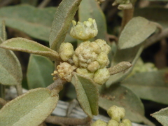 Croton californicus
