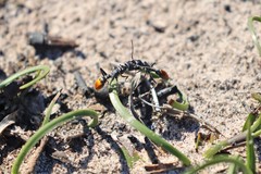 Myrmecia mandibularis