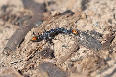 Myrmecia mandibularis