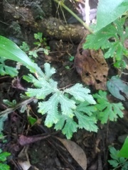 Selaginella sertata