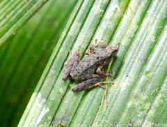Pristimantis lanthanites