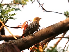 Melanerpes hoffmannii