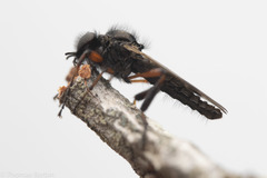 Bibio palliatus