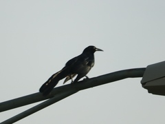Quiscalus mexicanus