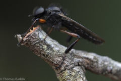 Bibio palliatus