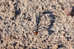Myrmecia mandibularis