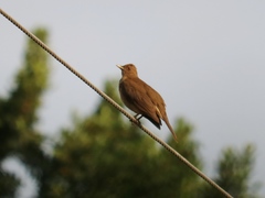 Turdus grayi