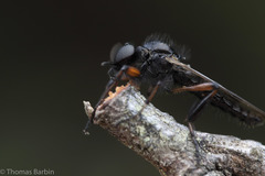 Bibio palliatus