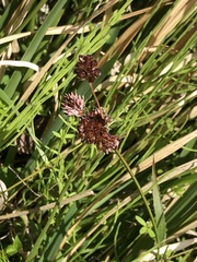 Luzula capitata